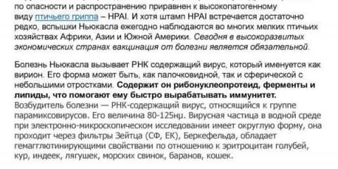 Newcastle bolest u pilića i brojlera - liječenje i simptomi